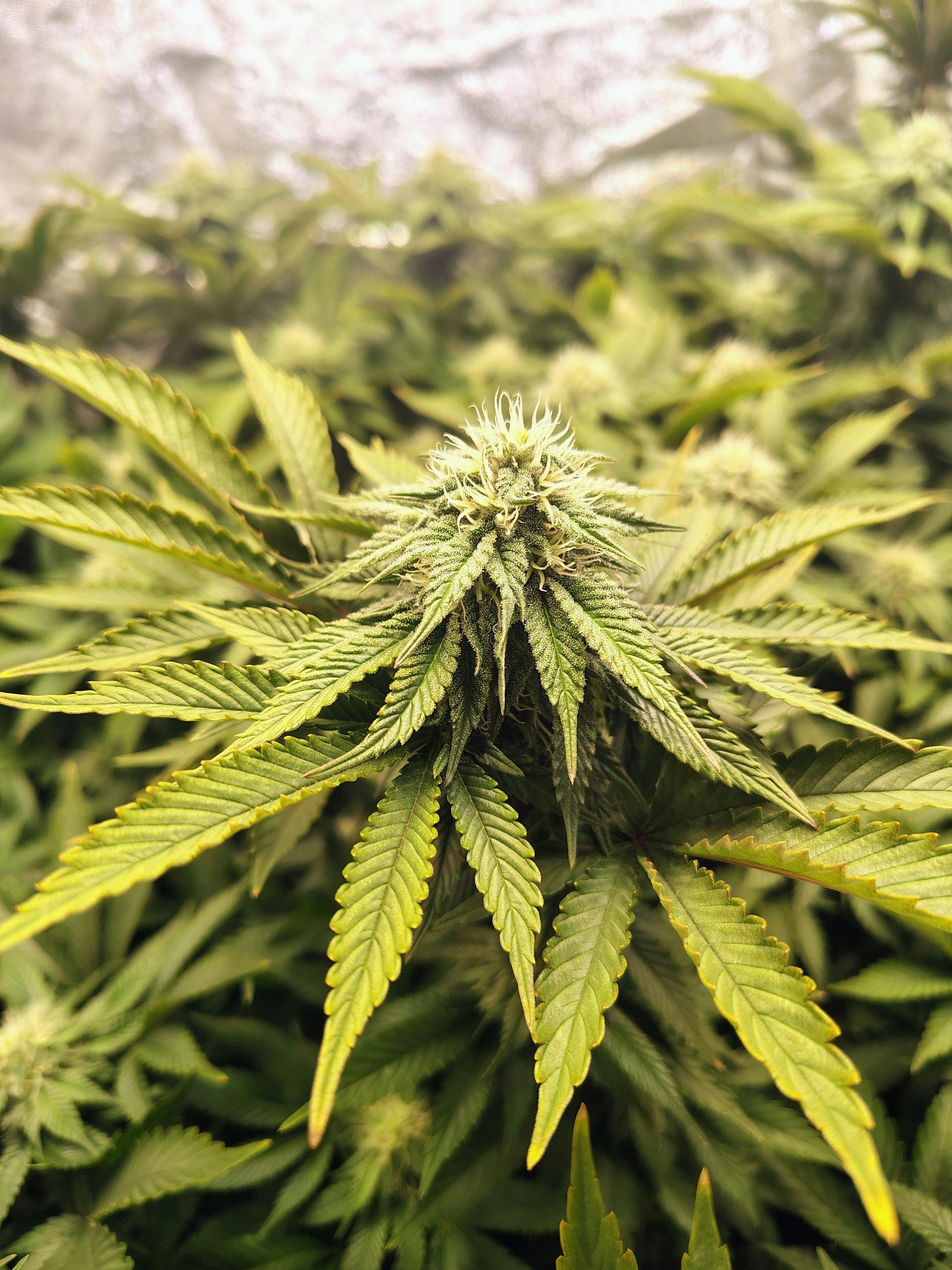 myseeds 36340037